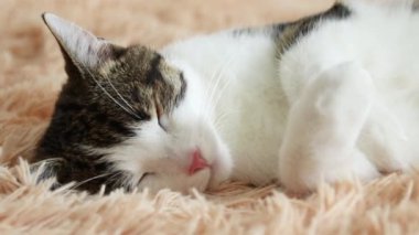 Güzel bir kabarık tabby kedi sihirli bir yatakta uyur.