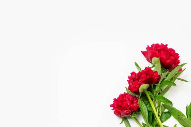 Çiçek desen pembe şakayık çiçekler ve beyaz arka plan üzerinde izole yaprakları yapılmış. Üstte görüntü