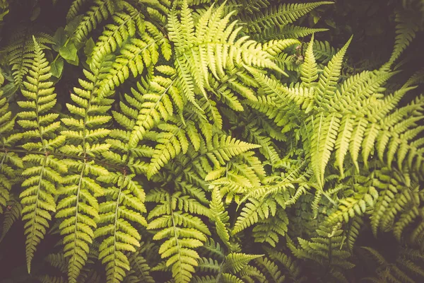 Primer plano de hermosos helechos hojas follaje verde en el bosque — Foto de Stock