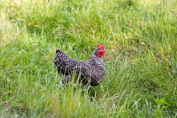 Γκρίζο κοτόπουλο με κόκκινο γύρισμα στο γρασίδι. — Φωτογραφία Αρχείου