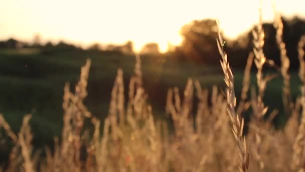 Épillets de blé au coucher du soleil. Balancer dans le vent — Video