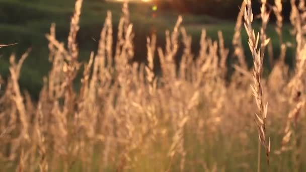 Spikeletten van tarwe bij zonsondergang. Zwaai in de wind — Stockvideo