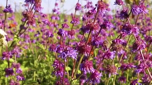 먹이를 먹고 분홍색 꽃에서 날아 오는 검은 색과 주황색 나비. — 비디오