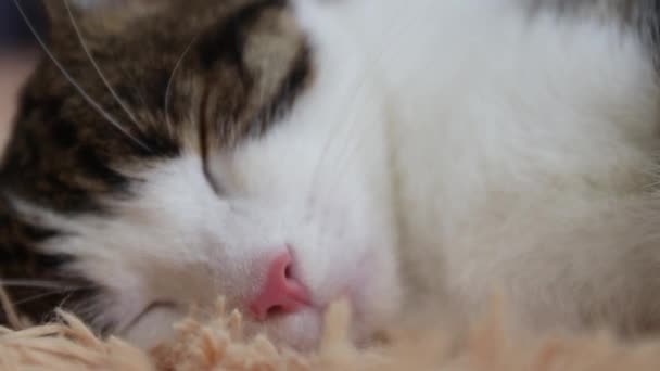 Close-up of a gray striped cat muzzle asleep on the sofa. Sweet dream concept — Stock Video