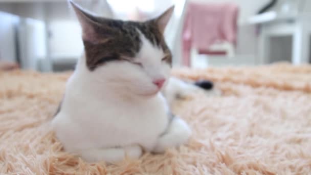 Сірий смугастий таббі кіт лежить на дивані і позіхання — стокове відео