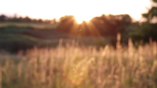 Gün batımında buğday çivisi. Rüzgarda sway — Stok video
