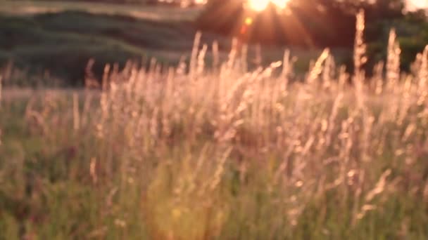 Espiguetas de trigo ao pôr-do-sol. Balanço no vento — Vídeo de Stock