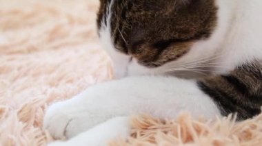 Gri kedi kanepede yatıyor ve yıkıyor. Sabah yıkama prosedürleri