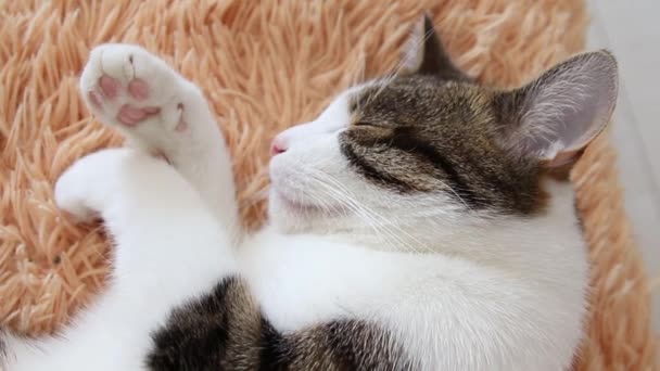 Sweet Dream Concept. Söt randig grå vit vuxen katt sova på sängen, närbild. Tomcat. — Stockvideo