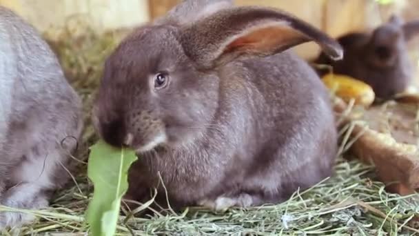Pequeño retrato de conejo gris comiendo hierba fresca en una jaula de cerca — Vídeos de Stock