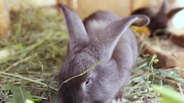 Pequeño retrato de conejo gris comiendo hierba fresca en una jaula de cerca — Vídeo de stock