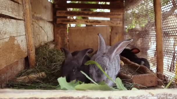 Molti piccoli conigli divertenti mangiano erba in una gabbia della fattoria insieme. . — Video Stock