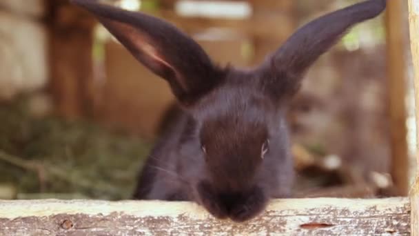 Muchos pequeños conejos divertidos comen hierba en una jaula en la granja juntos . — Vídeos de Stock