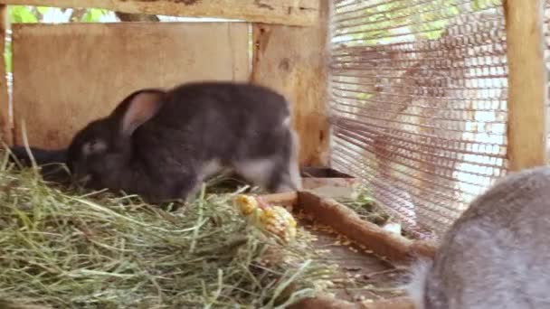 Viele kleine lustige Kaninchen fressen gemeinsam Gras im Käfig auf dem Bauernhof. — Stockvideo