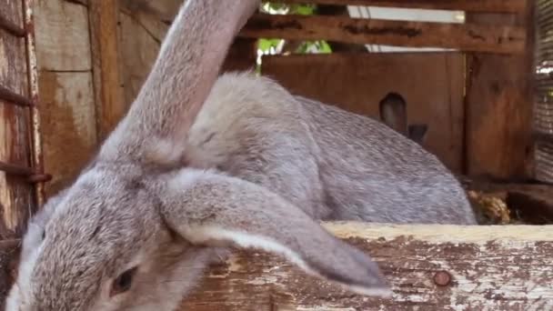 Muchos pequeños conejos divertidos comen hierba en una jaula en la granja juntos . — Vídeo de stock