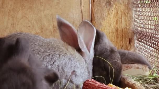 Många små roliga kaniner äter gräs i en bur på gården tillsammans. — Stockvideo