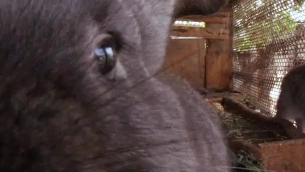 Beaucoup de petits lapins drôles mangent de l'herbe dans une cage à la ferme ensemble . — Video