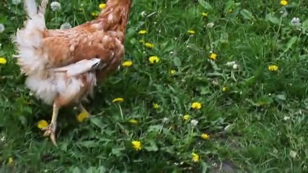 Una gallina deambula libre en una pequeña granja . — Vídeos de Stock