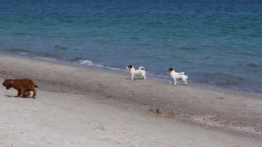 Sahilde yürüyen köpekler. Jack Russell Terrier köpekleri güneşli bir günde deniz kenarında sahilde oynarken eğlenirler..