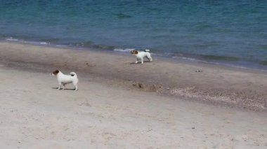 Sahilde yürüyen köpekler. Jack Russell Terrier köpekleri güneşli bir günde deniz kenarında sahilde oynarken eğlenirler..