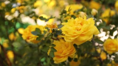 Doğada güzel taze güller. Doymuş sarı renk bir gül Bush