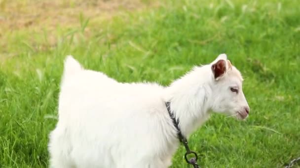 Witte geit gebonden met een metalen ketting, wandelingen op het gras van een boerderij — Stockvideo