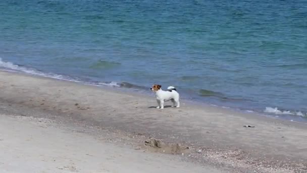 Σκυλιά που περπατούν στην παραλία. Jack Ράσελ τεριέ σκυλιά διασκεδάζουν παίζοντας στην παραλία κοντά στη θάλασσα σε μια ηλιόλουστη μέρα. — Αρχείο Βίντεο