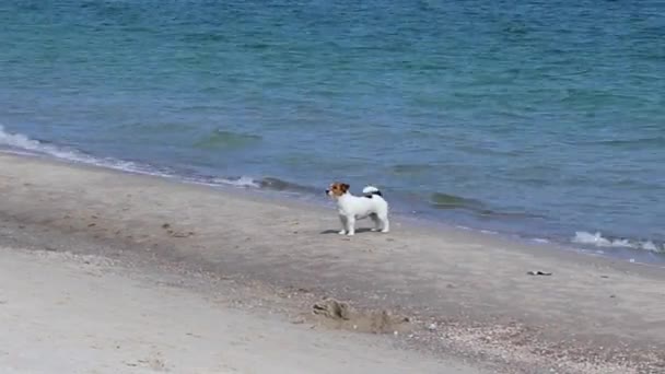 Hundar som går på stranden. Jack Russell Terrier hundar har kul att spela på stranden nära havet på en solig dag. — Stockvideo