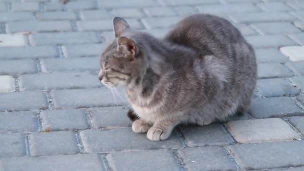 En liten grå katt som sitter i gresset på plenen – stockvideo