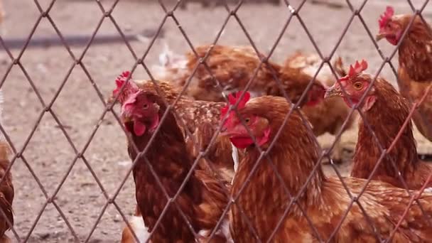 Tiro Perto Frango Orgânico Uma Fazenda Galinhas Jovens Com Penas — Vídeo de Stock