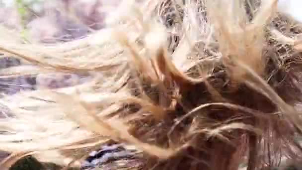 Young Blonde Girl Looking Camera Background Lilacs Sunny Day Fluttering — Stock Video