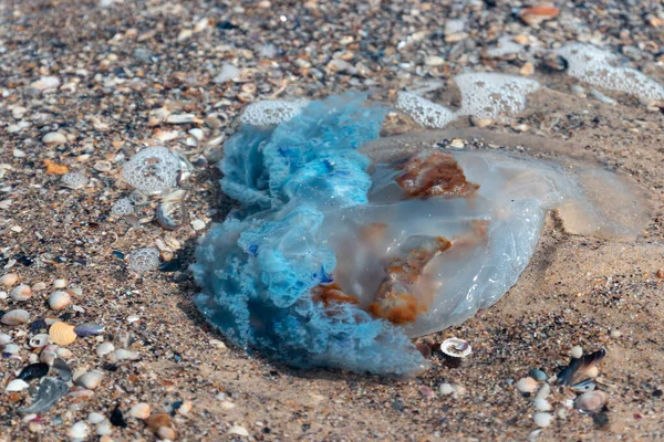 Conceito de poluição ambiental. Uma grande medusa venenosa azul jaz no oceano . — Fotografia de Stock