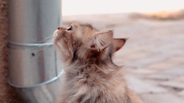 Yeşil gözlü yetişkin bir kedi sokakta otururken etrafına bakar ve miyavlar.
