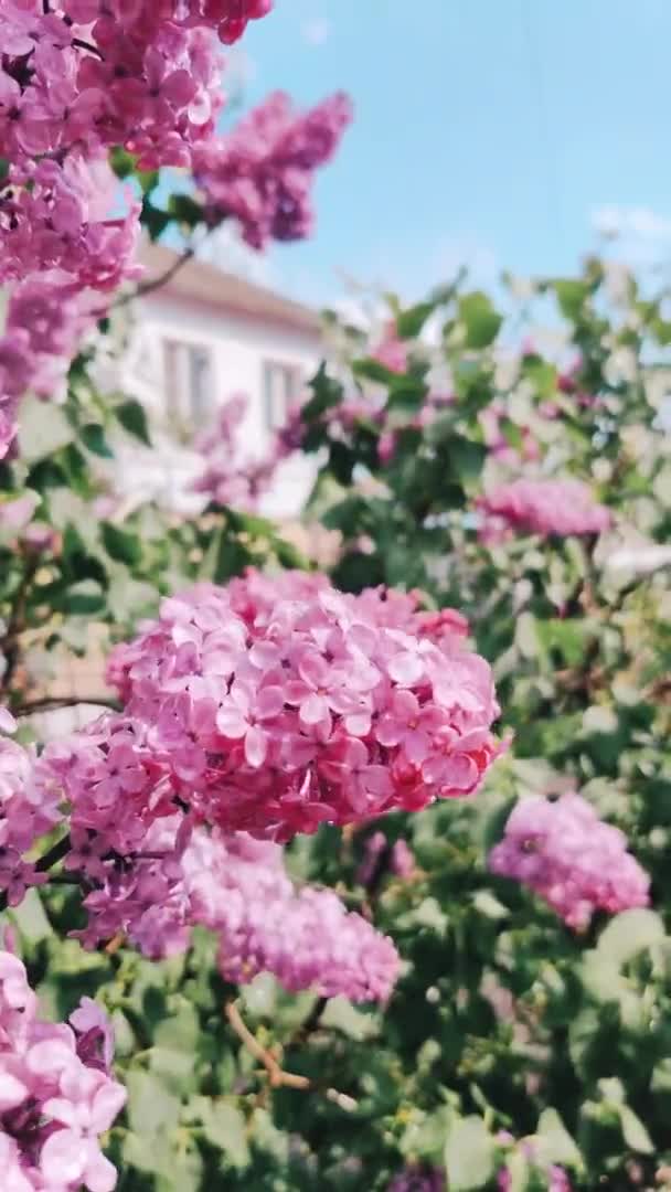 Bellissimo cespuglio di lilla fiorisce in una giornata di sole in primavera . — Video Stock