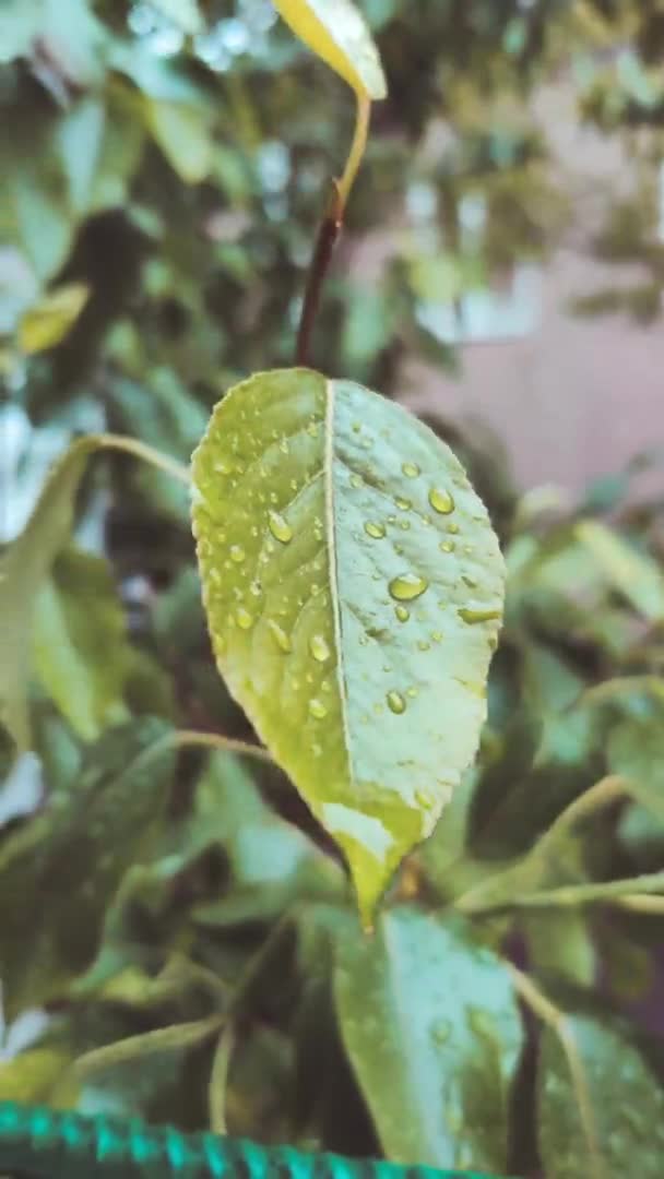 Färska gröna plantblad och vattendroppar efter regn — Stockvideo