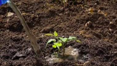 Bahçedeki genç domatesleri elle sulayan bir kadın. Bahçecilik