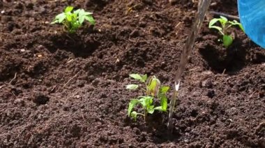 Elinde su şişesi olan bir kadın bahçedeki genç domates bitkisini suluyor. Organik tarım ve baharda bahçıvanlık.