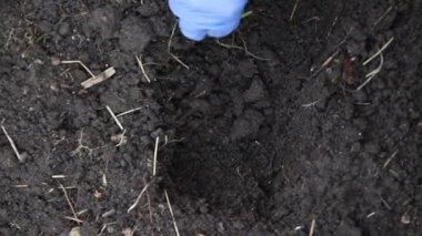 El çiftçisi baharda toprakta genç bir bitki fidanı yetiştirir. Bahçıvanlık ve Çiftçilik Konsepti
