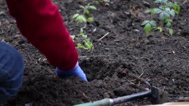 Bahçıvan toprakta çukur kazar ve baharın başlarında toprağa genç bir bitki diker. Hasat konsepti