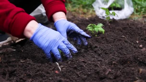Le mani contadine piantano per piantare giovani piante di pomodoro in giardino. Piantine per piantare piante da giardino in primavera — Video Stock