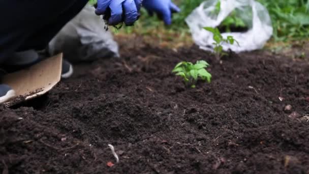 Manos de agricultor plantan una planta joven plántulas en el suelo en primavera — Vídeos de Stock