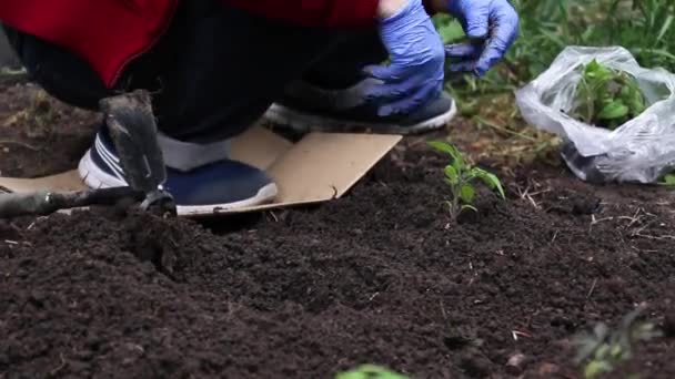 Uzavřete ruce zasazením mladé rostliny do země. Ekologické zemědělství a jarní zahradničení — Stock video