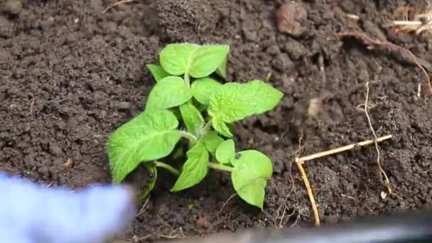 Tutup tangan petani menanam tanaman muda di tanah — Stok Video