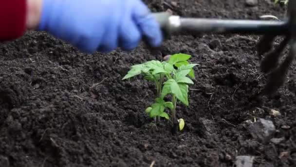 De cerca agricultor mano crece una planta joven plántulas en el suelo en primavera. Jardinería y agricultura Concepto — Vídeos de Stock