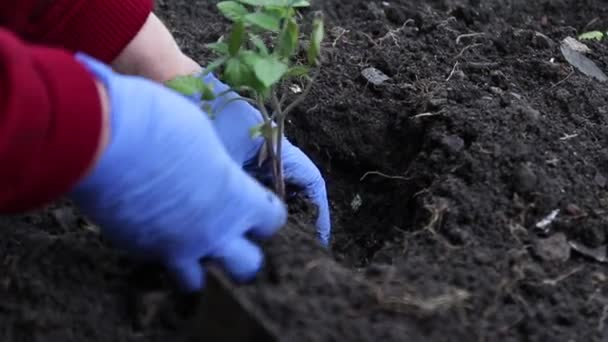 Jordbrukare i blå latexhandskar planterar en ung planta plantor i jorden. — Stockvideo