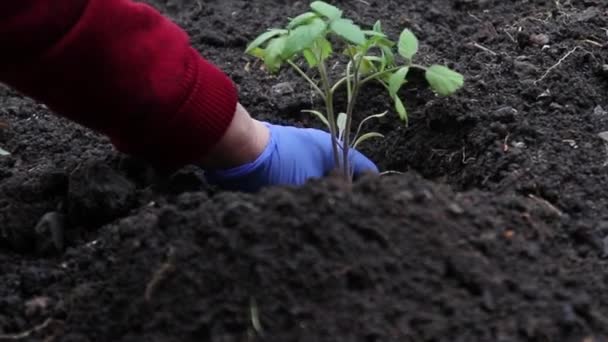 Primer plano de un jardinero sosteniendo una planta joven plántulas y las plantas en el suelo — Vídeos de Stock