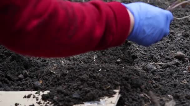 Close-up hand boer groeit een jonge plant zaailingen in de bodem in het voorjaar. Tuinieren en landbouw Concept — Stockvideo