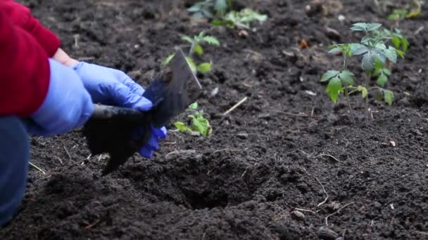 Primer plano del jardinero en guantes de látex azul sosteniendo una planta joven plántulas y las plantas en el suelo. Agricultura ecológica y jardinería de primavera — Vídeos de Stock