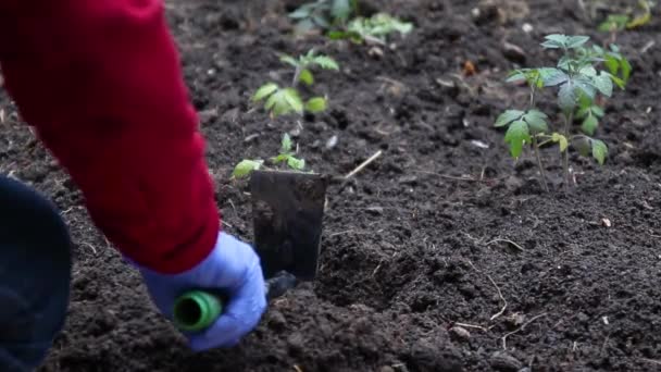 En trädgårdsmästare i blå latex handskar som håller en ung planta plantor och planterar den i marken. Ekologisk odling och vårodling — Stockvideo