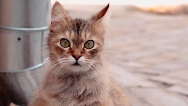 Милий пухнастий кіт з зеленими очима дивиться навколо, сидячи у дворі будинку в сонячний день . — стокове відео